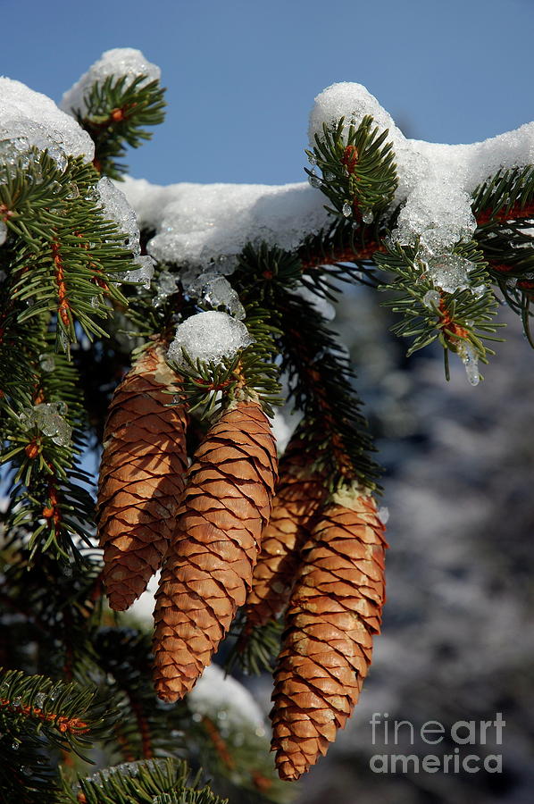 Pinecones hanging from a snow-covered fir tree branch Photograph by Sami Sarkis