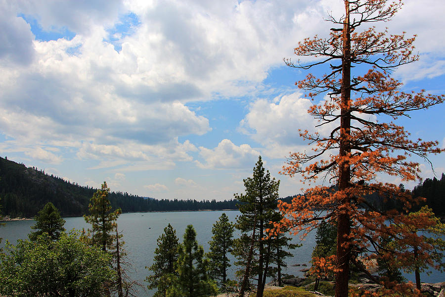 Pinecrest Trees Photograph by Sierra Vance - Fine Art America