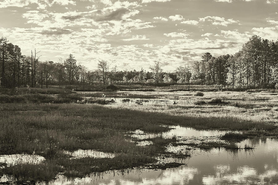 Pinelands in Black and White Photograph by Jim Cook