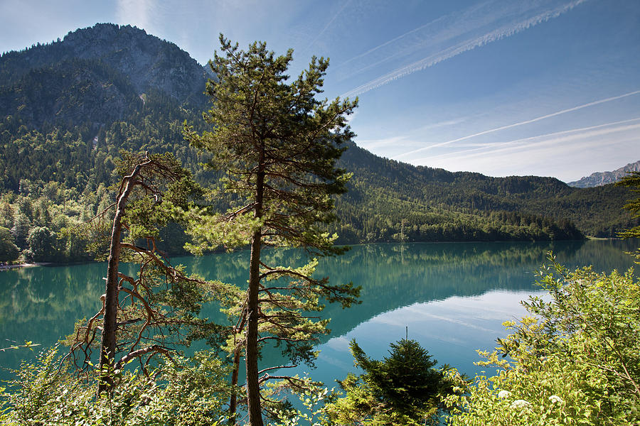 Pines and Alpsee Photograph by Aivar Mikko