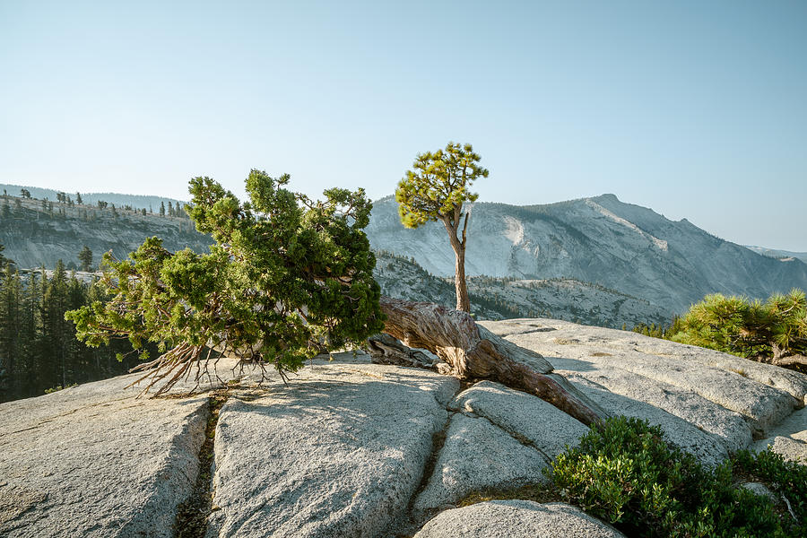 Pines and Juniper with Clouds Rest Photograph by Alexander Kunz