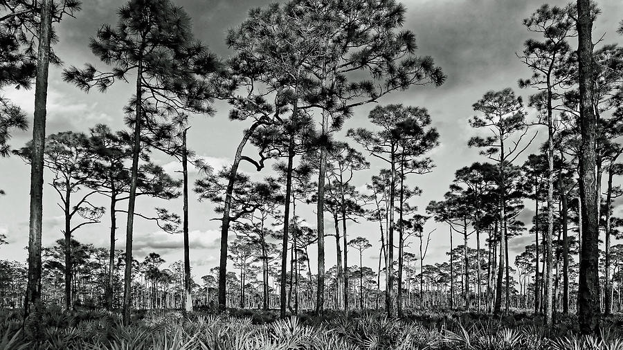 Pines and Palmettos Photograph by Sally Weigand