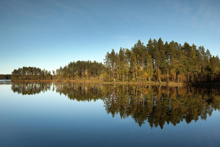 Pines and Reflection Photograph by Aivar Mikko