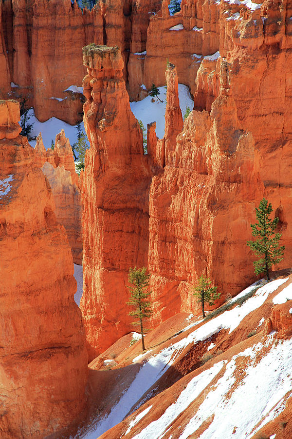 Pines at Bryce Canyon National Park 2465 Photograph by Jack Schultz