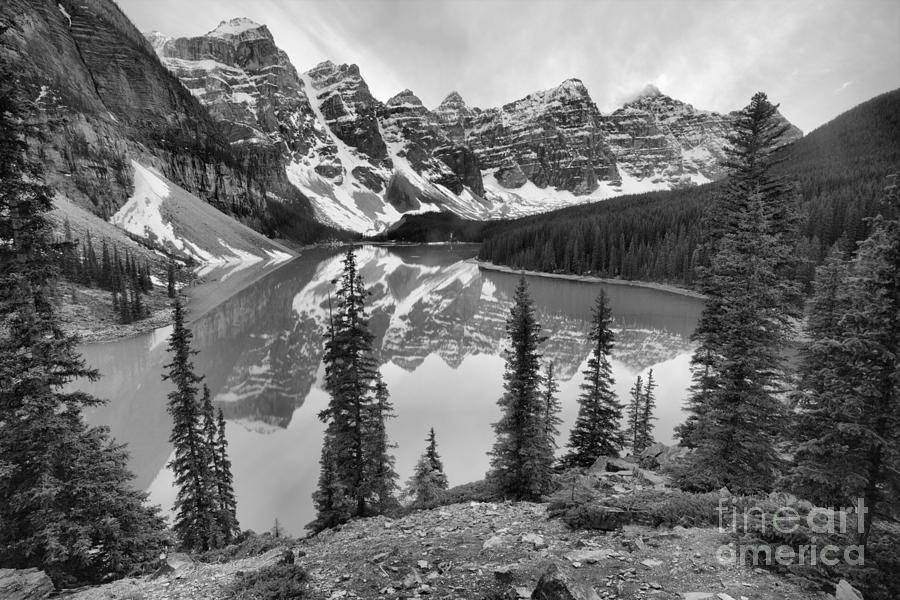 Pines At Moraine Black And White Photograph by Adam Jewell