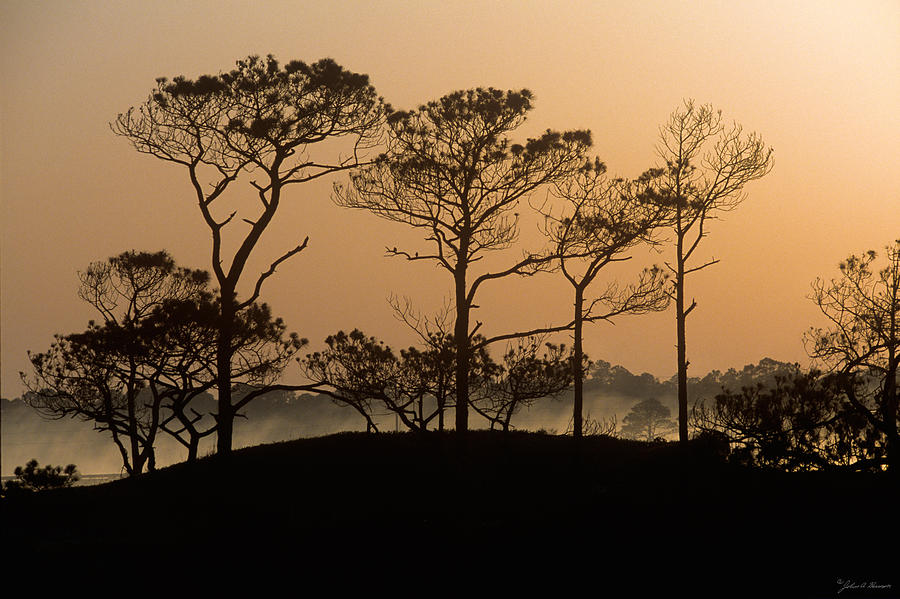 Pines at Sunrise Grayton Beach Florida Photograph by John Harmon