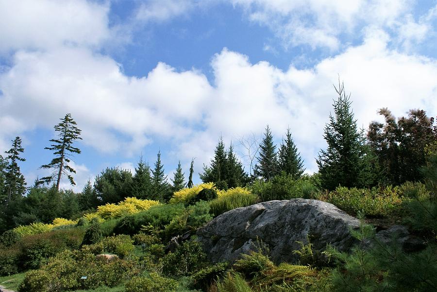 Tree Photograph - Pines at the top by Lois Lepisto