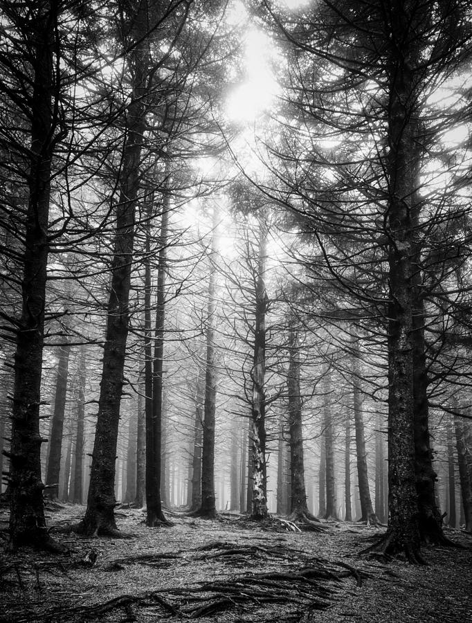 Pines-bw Photograph by Joye Ardyn Durham