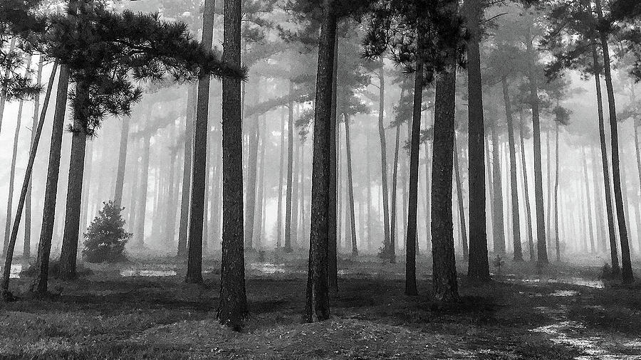 Pines In The Mist Photograph by Alan Austin - Fine Art America