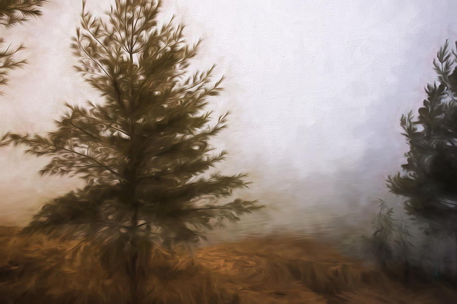 Pines in the Mist Photograph by Evie Carrier