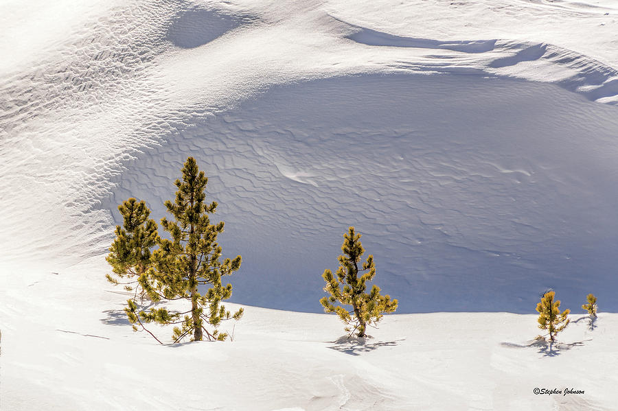 Pines in the Snow Drifts Photograph by Stephen Johnson