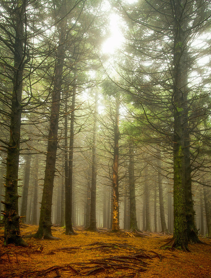Pines Photograph by Joye Ardyn Durham
