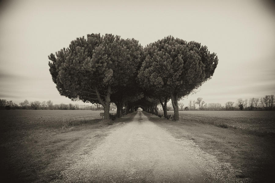 Pines on a Winery Lane Photograph by Hugh Smith