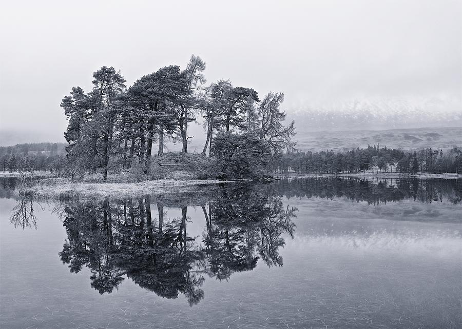 Pines on Loch Tulla Photograph by Stephen Taylor