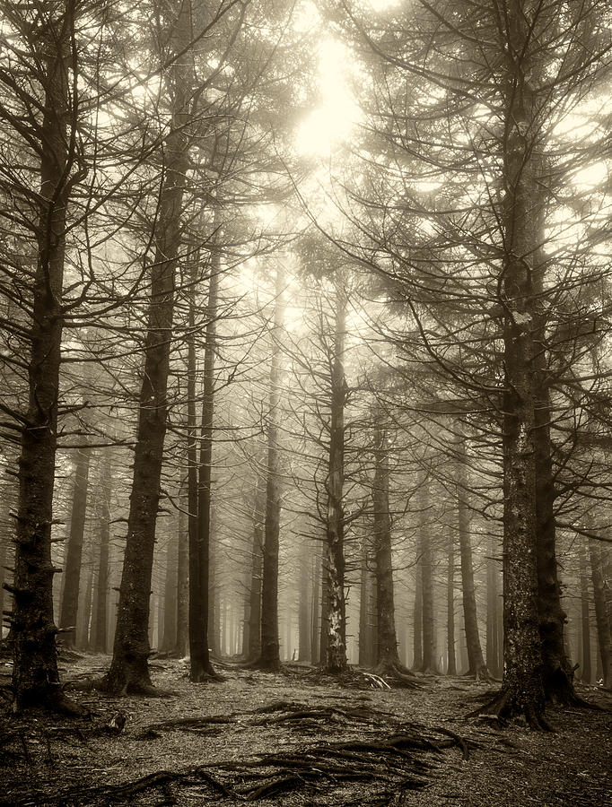 Pines-sepia Photograph by Joye Ardyn Durham