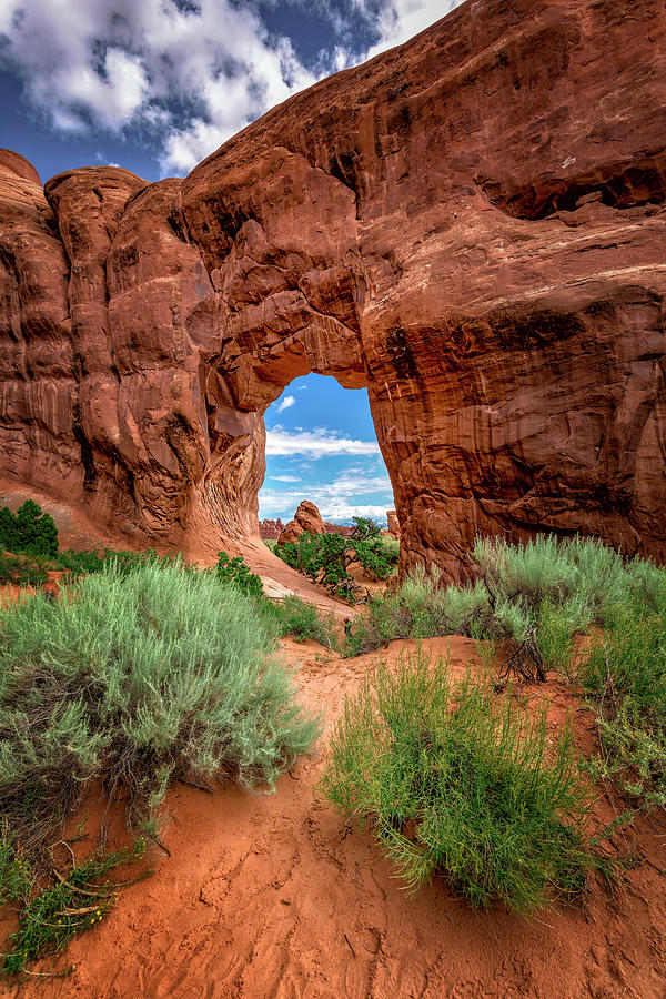 Pinetree Arch Photograph by Michael Ash