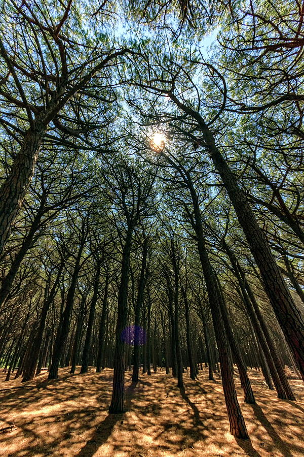 Pinewood forest, Cecina, Tuscany, Italy Photograph by Elenarts - Elena Duvernay photo
