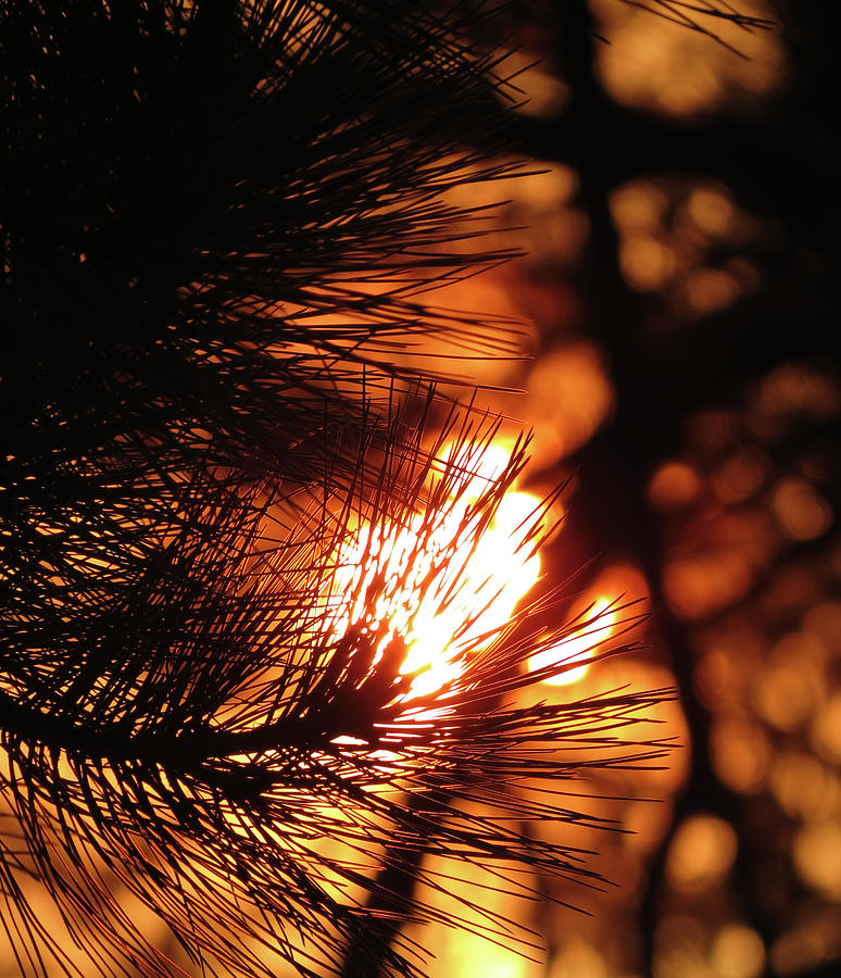 Unique Photograph - Piney Sunset by Laurel Powell