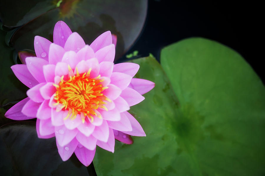 Ping lotus Photograph by Anek Suwannaphoom