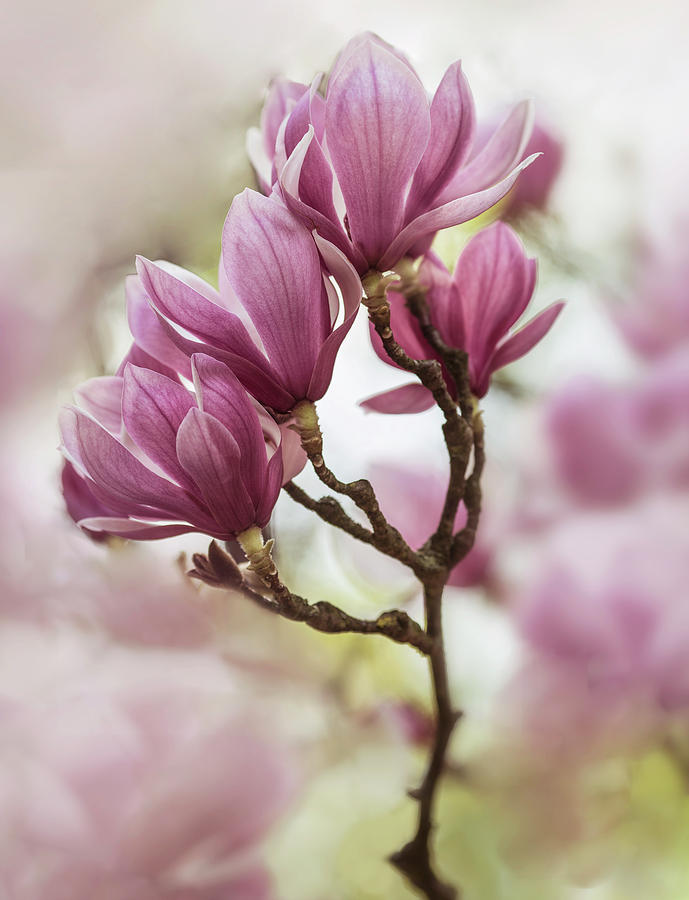 Pink soulange magnolia branch Photograph by Jaroslaw Blaminsky