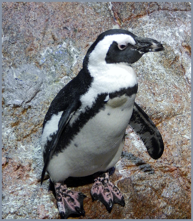 Pinguino-t Photograph