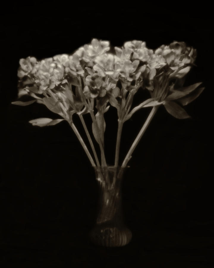 Pinhole Flowers in vase Photograph by Rudy Umans