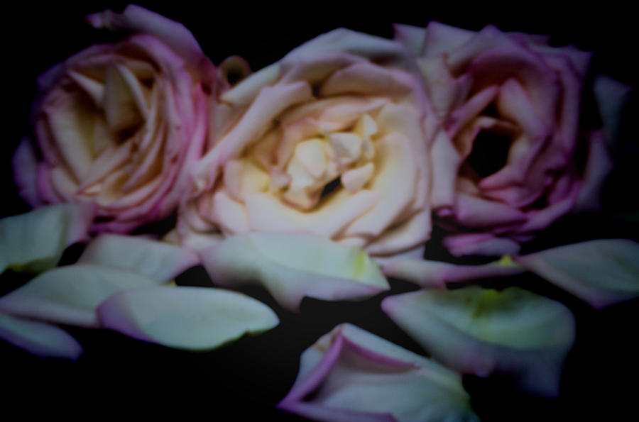 Pinhole rose 3006 color Photograph by Rudy Umans