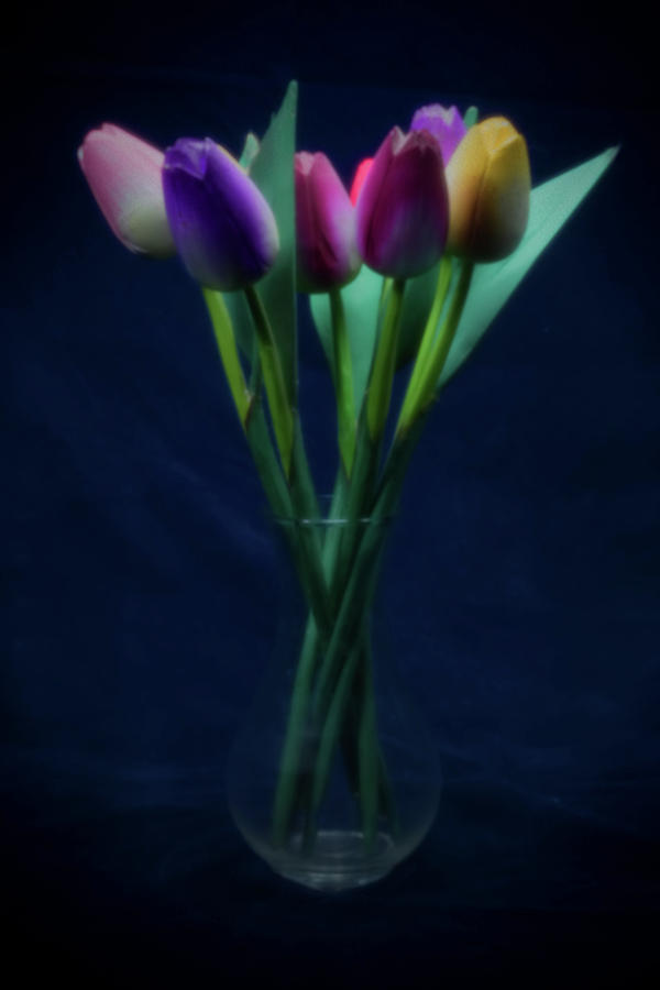 Pinhole tulips Photograph by Rudy Umans