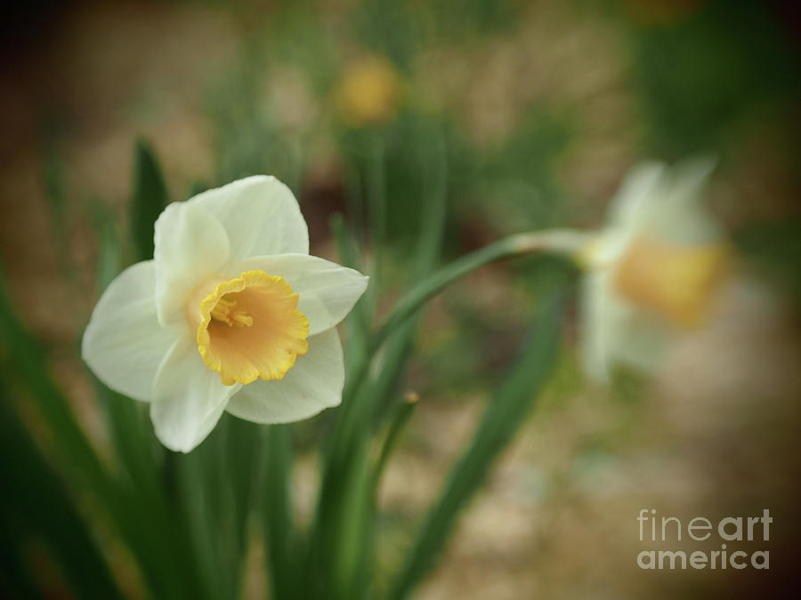 Pinhole View Of Spring Daffodils Photograph by Dorothy Lee