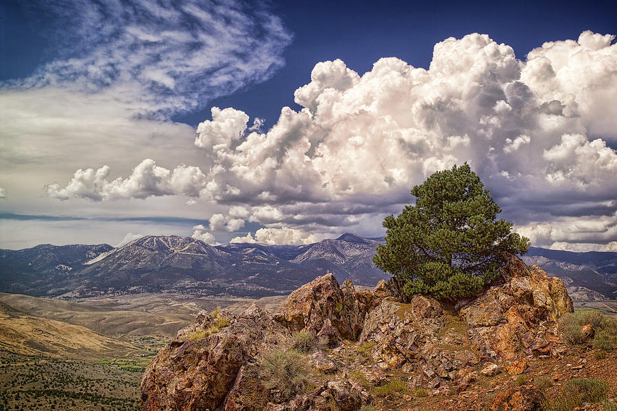 Pinion pine and building summer storm - Nevada Photograph by Steve Ellison