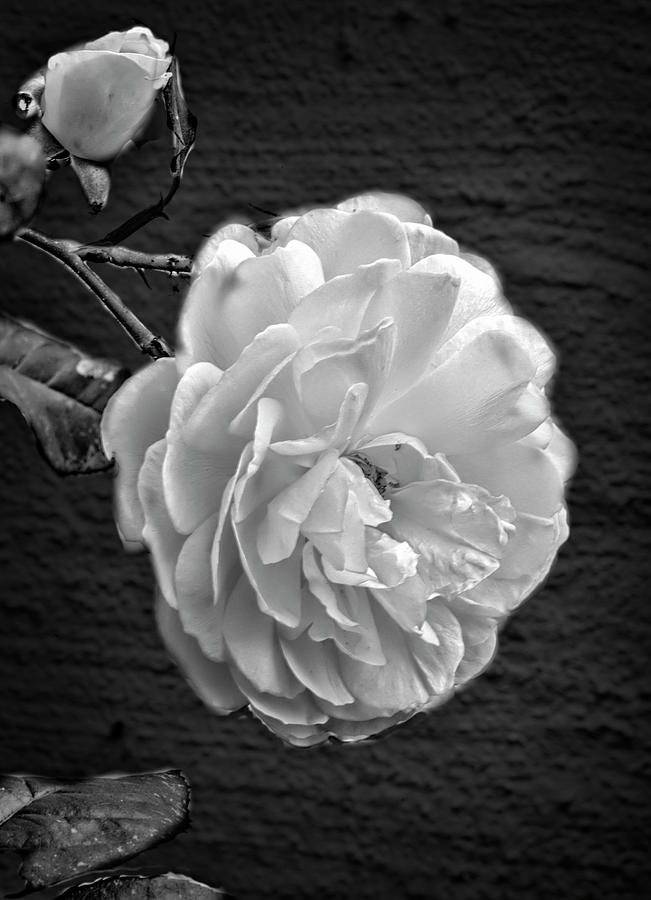 Pink A8 BW Photograph by Leif Sohlman