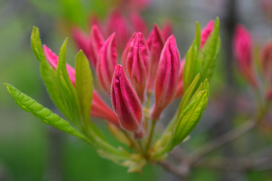 red acacia flower