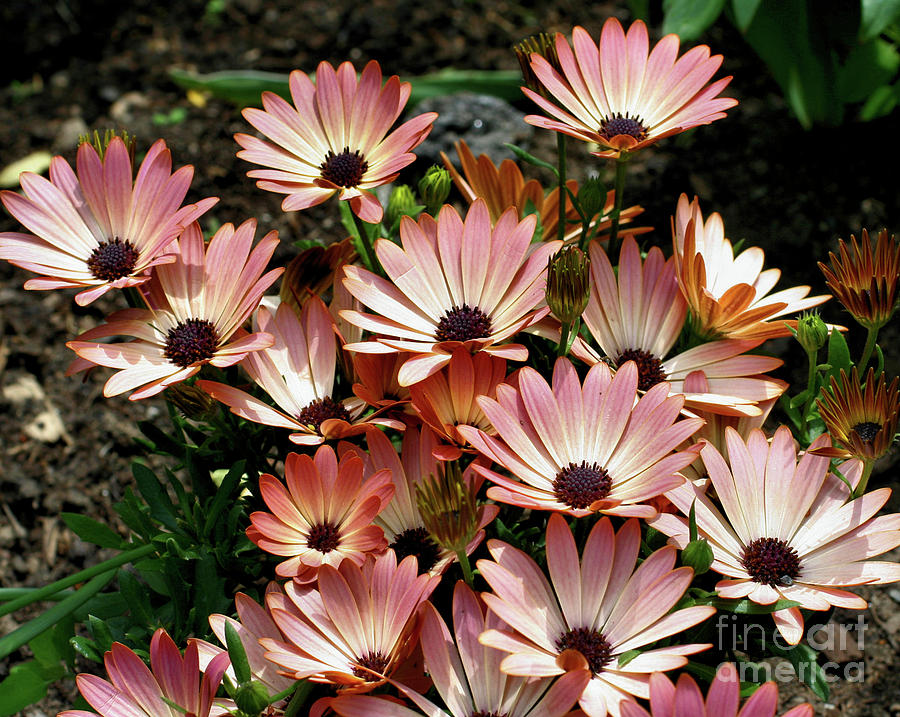 Pink African Daisies Photograph by Smilin Eyes Treasures