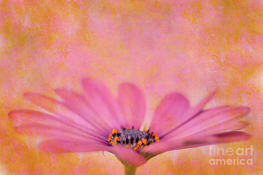Daisy Photograph - Pink african daisy by Delphimages Photo Creations