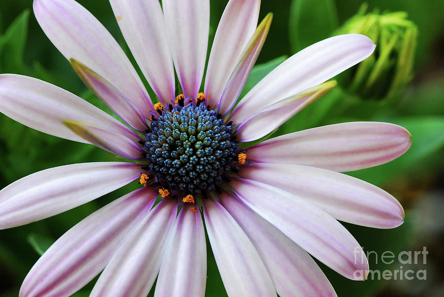 Pink African Daisy Photograph by Nancy Mueller