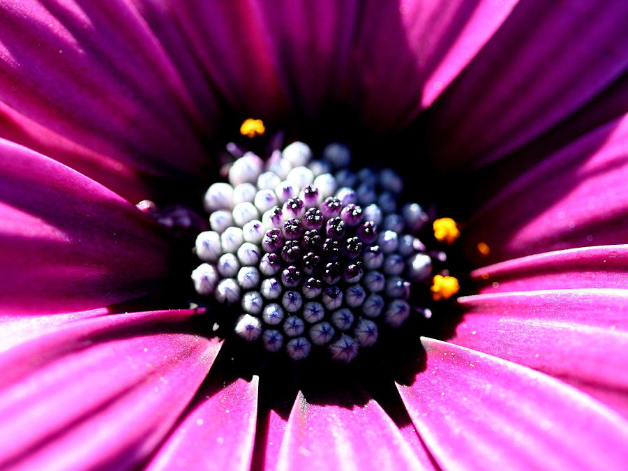 Pink African Daisy . R5563 Photograph by Wingsdomain Art and ...