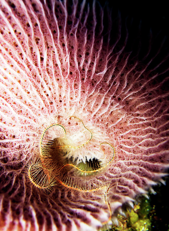 Reef Life Photograph - Pink algae by Monique Taree