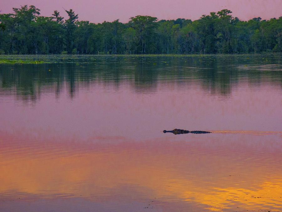 Pink Alligator Photograph by Kimo Fernandez