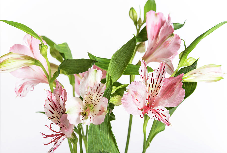 Pink Alstroemeria On The White Background Photograph