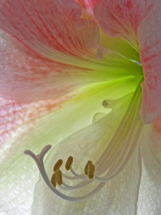 Pink Amaryllis Photograph by Jeff Galbraith