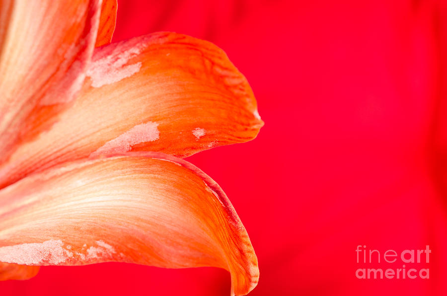 Flower Photograph - PINK AMARYLLIS orange amaryllis in a pink room by Andy Smy