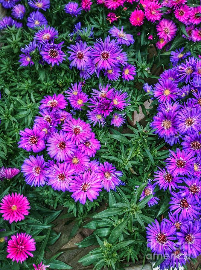 Pink and Lavender Asters  Photograph by Joan-Violet Stretch