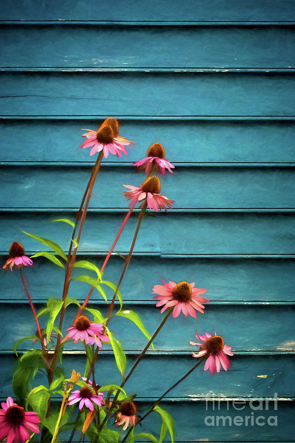 Pink And Blue Photograph by Doug Sturgess