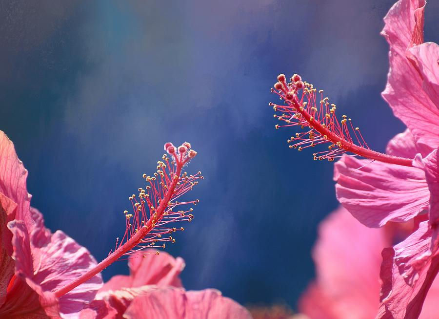 Pink And Blue Photograph by Fraida Gutovich