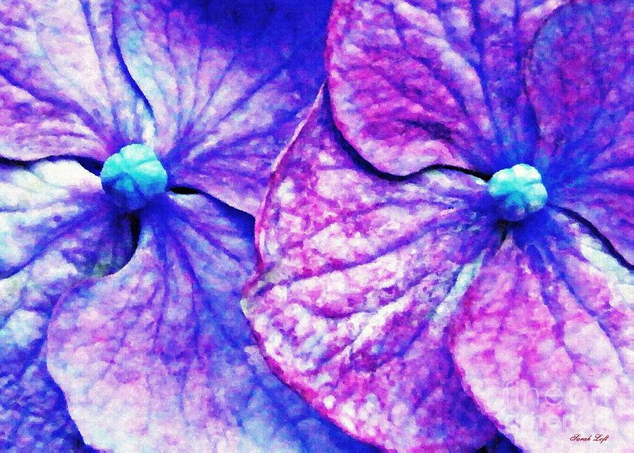 Flower Photograph - Pink and Blue Hydrangea 2 by Sarah Loft