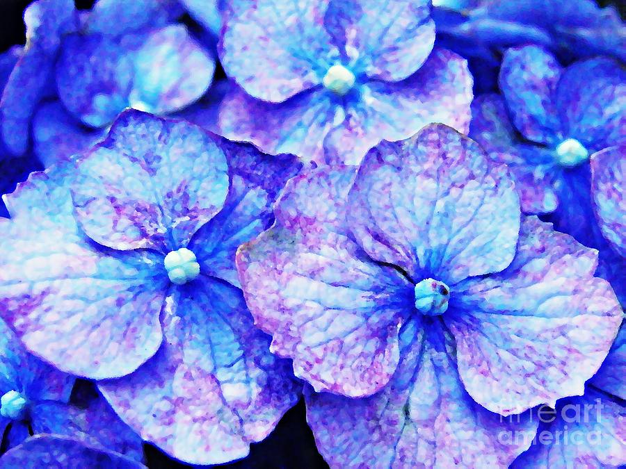 Pink and Blue Hydrangea 3 Photograph by Sarah Loft