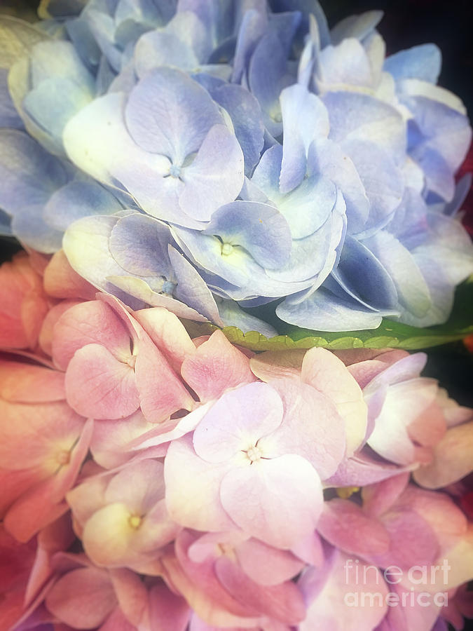 Pink and Blue Hydrangeas Photograph by Jim And Emily Bush