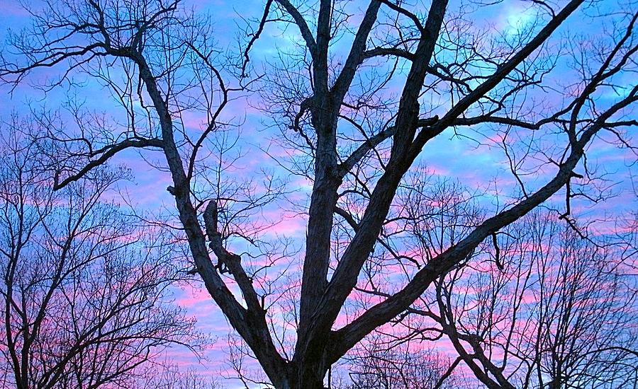 Pink and Blue Sunrise Photograph by Betty Buller Whitehead