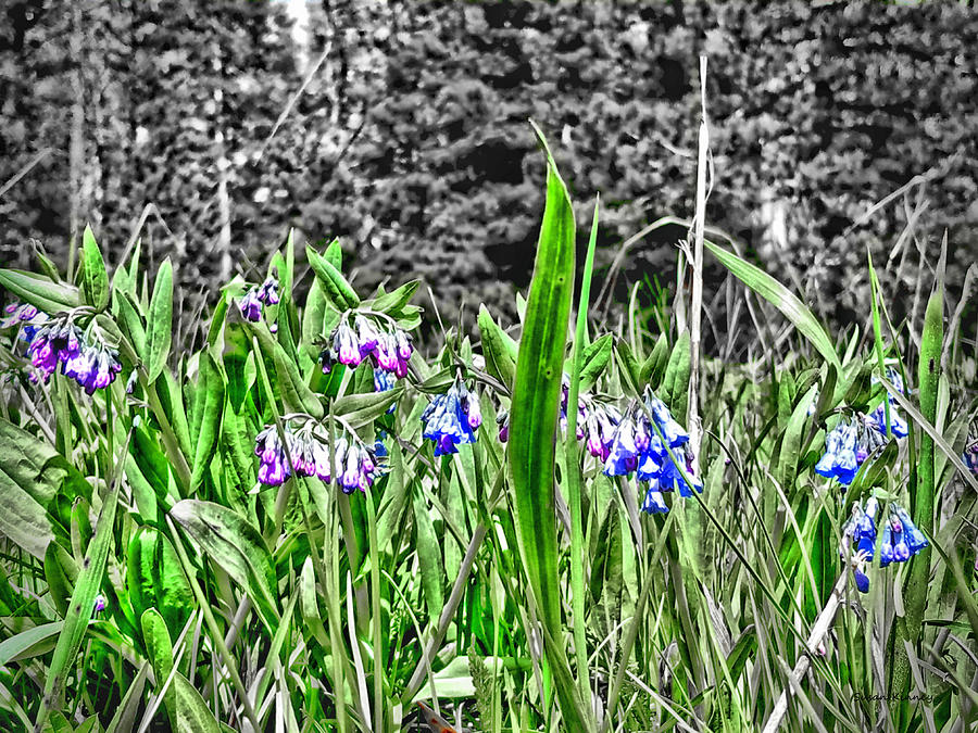 Pink and Blue Wild Flowers Digital Art by Susan Kinney