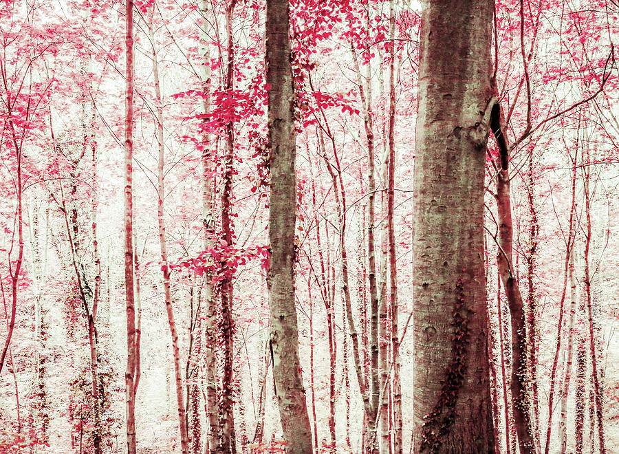 Pink and Brown Fantasy Forest Photograph by Brooke T Ryan